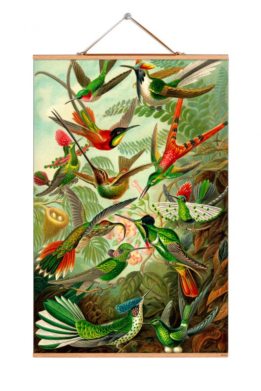 Ernst Heinrich Philipp August Haeckel affiche No 09 eicie OFFRE SPECIALE